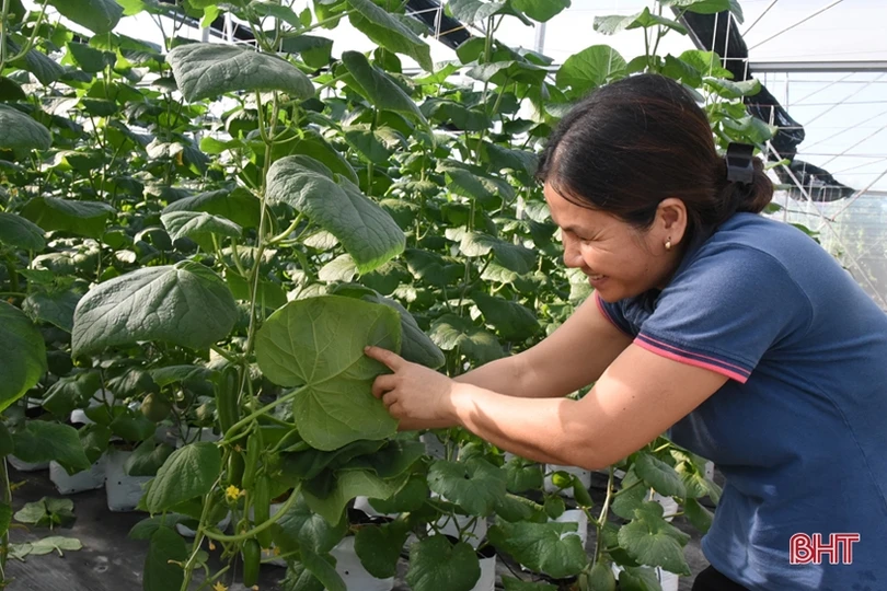 Nông dân Lộc Hà đa dạng hóa cây trồng vụ đông