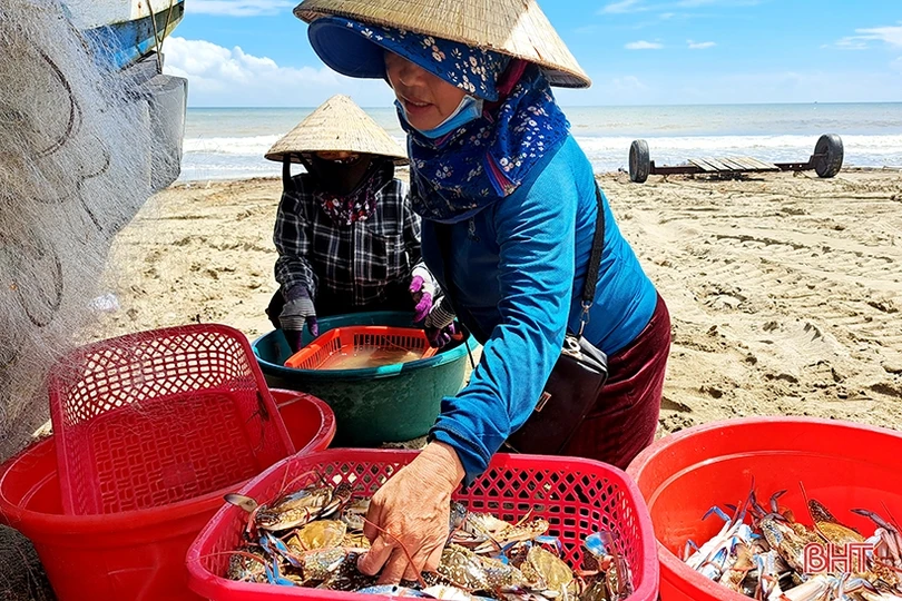 Ngư dân Xuân Yên vui mừng trúng ghẹ sau ngày biển động