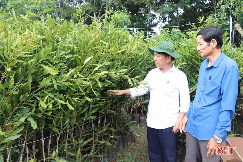Nông dân Vũ Quang trồng thử nghiệm thành công cây mắc ca
