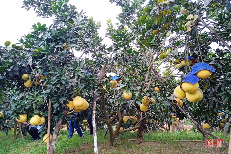 Nỗ lực đưa bưởi Phúc Trạch vào các thị trường cao cấp