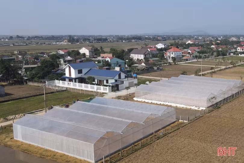 Nông dân Lộc Hà đa dạng hóa cây trồng vụ đông