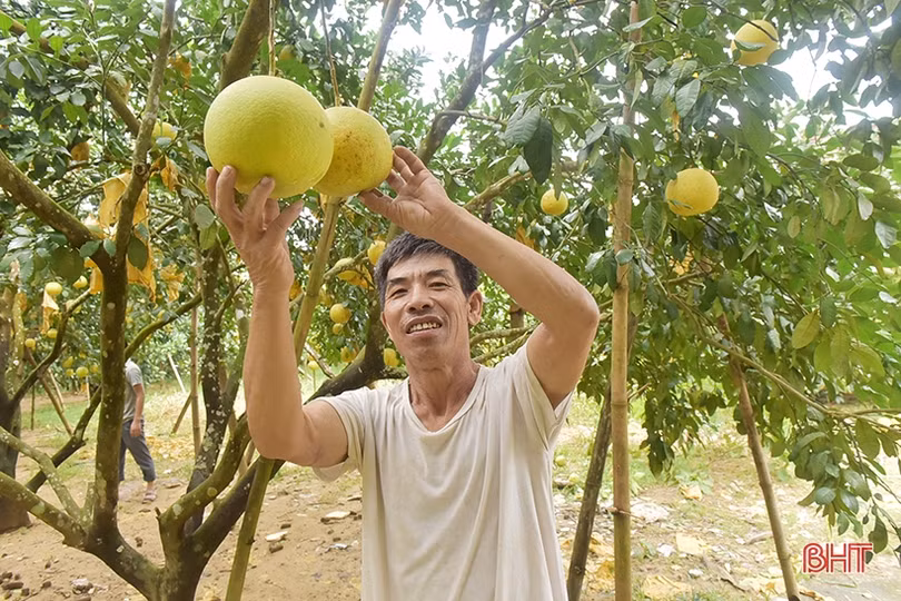 Nỗ lực đưa bưởi Phúc Trạch vào các thị trường cao cấp
