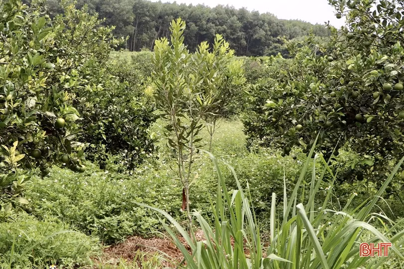 Nông dân Vũ Quang trồng thử nghiệm thành công cây mắc ca