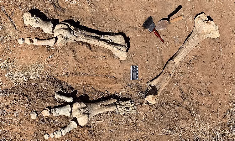 Hóa thạch chim sấm nặng nửa tấn