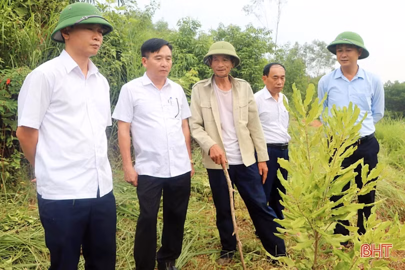 Nông dân Vũ Quang trồng thử nghiệm thành công cây mắc ca