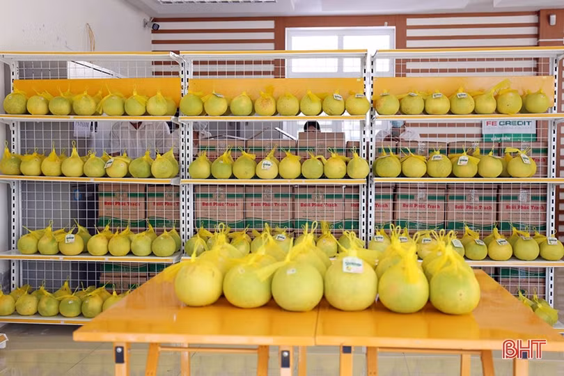 Nỗ lực đưa bưởi Phúc Trạch vào các thị trường cao cấp