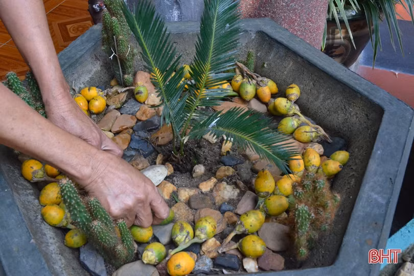 Ngỡ ngàng với khu vườn nghệ thuật của “nghệ nhân” nông dân Hà Tĩnh