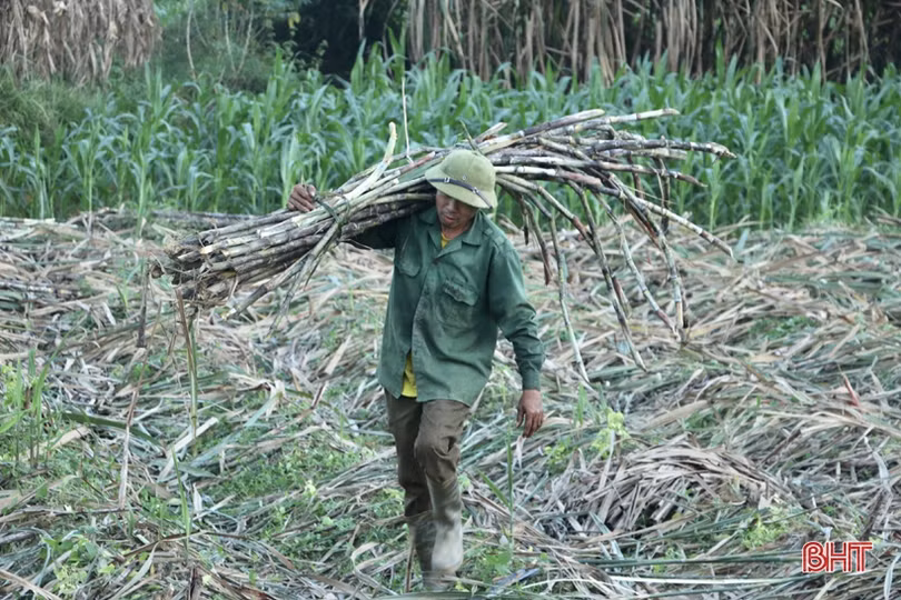 Độc đáo dùng trâu “kéo che ép mật” ở Hà Tĩnh