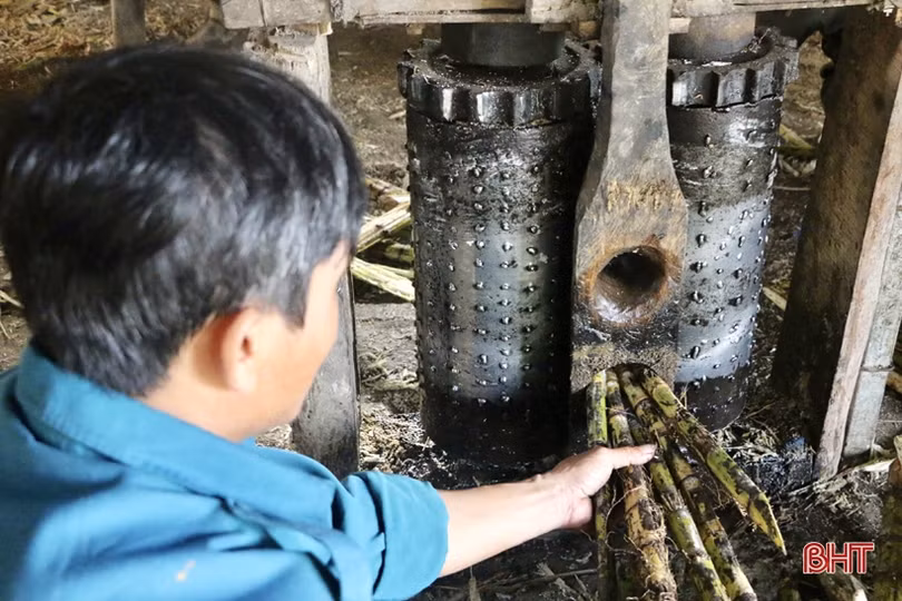 Độc đáo dùng trâu “kéo che ép mật” ở Hà Tĩnh