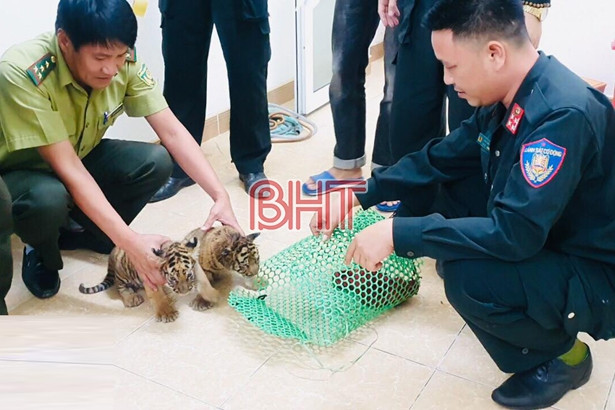 Hà Tĩnh phát hiện vụ vận chuyển 2 cá thể hổ con quý hiếm