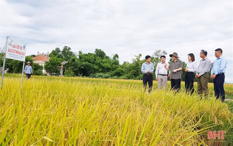 Gạo hữu cơ QTOrganic chính thức phân phối độc quyền tại TP. Hà Tĩnh
