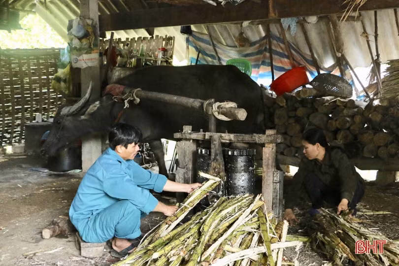 Độc đáo dùng trâu “kéo che ép mật” ở Hà Tĩnh