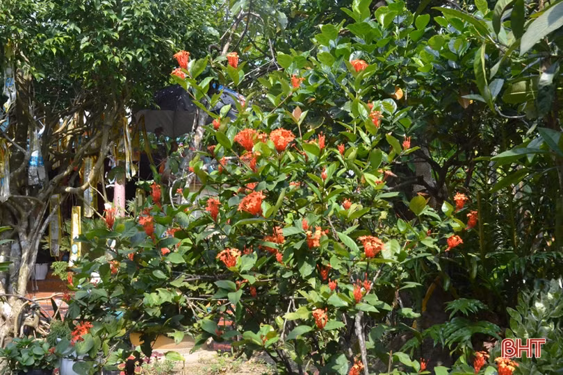 Ngỡ ngàng với khu vườn nghệ thuật của “nghệ nhân” nông dân Hà Tĩnh