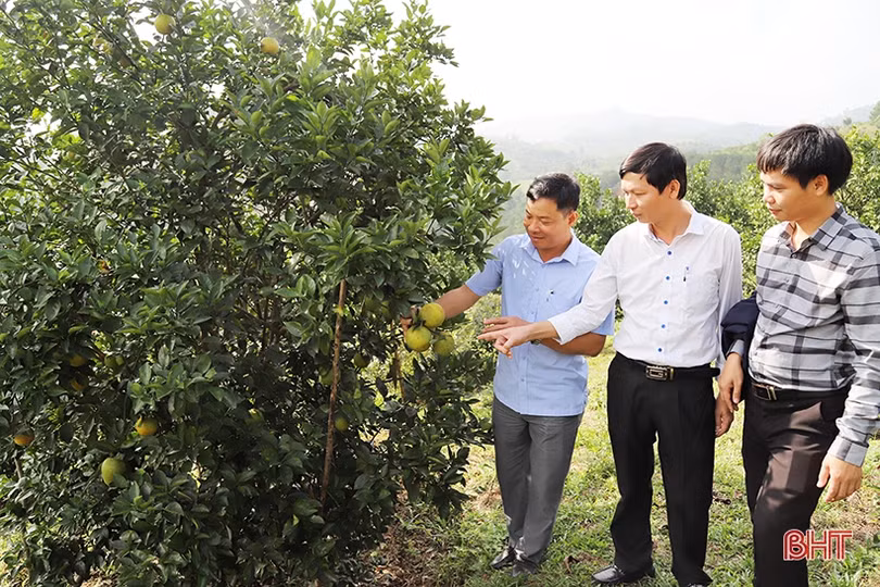 Trao văn bằng bảo hộ nhãn hiệu chứng nhận “Cam Sơn Mai”