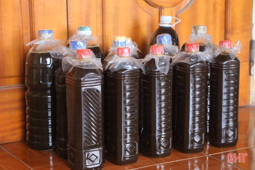 Độc đáo dùng trâu “kéo che ép mật” ở Hà Tĩnh