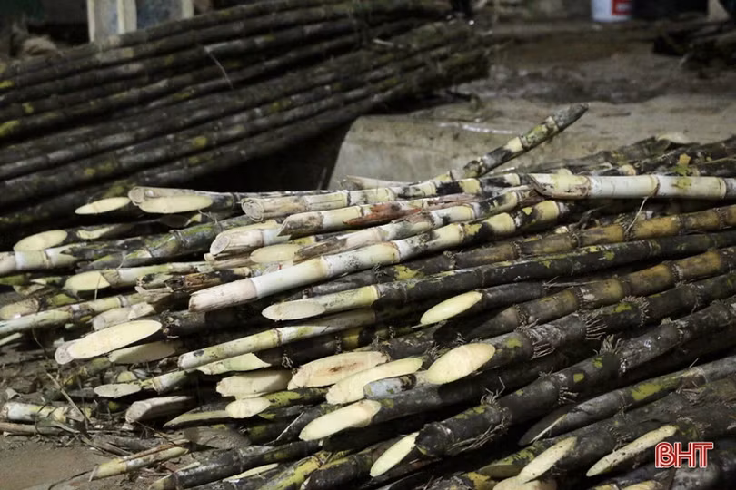 Độc đáo dùng trâu “kéo che ép mật” ở Hà Tĩnh