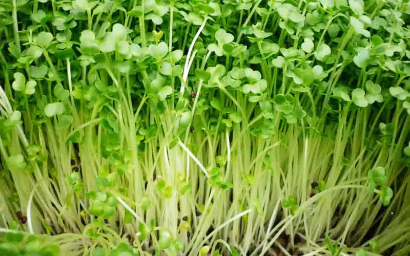 10 loại rau củ chứa độc nếu không được nấu chín kỹ