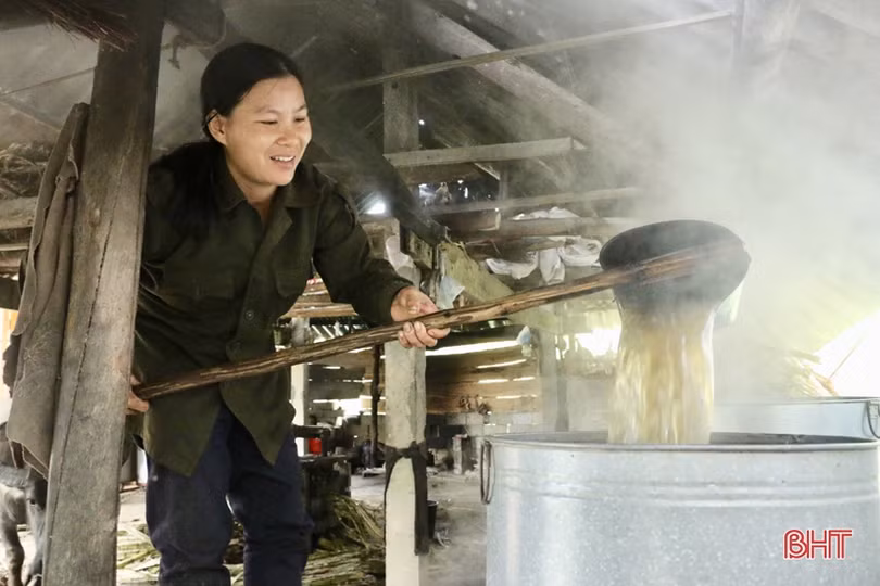 Độc đáo dùng trâu “kéo che ép mật” ở Hà Tĩnh