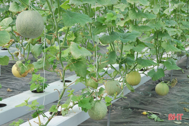 Thủ tướng Chính phủ công nhận TP Hà Tĩnh hoàn thành nhiệm vụ xây dựng nông thôn mới