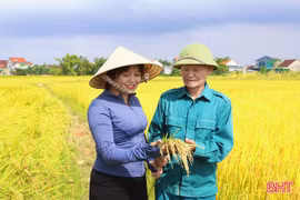 Hiệu quả lúa xuân nhìn từ tích tụ ruộng đất tại Đức Thọ