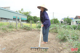 Tranh thủ nắng ráo, nông dân Hà Tĩnh bám đồng chăm sóc rau màu