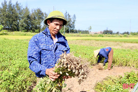 Nông dân Hà Tĩnh vào vụ thu hoạch lạc xuân 