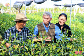 Hàng vạn gốc ly, lay ơn ở Tiên Điền hứa hẹn nở đẹp dịp Tết