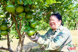 Chăm cam bù chặng "nước rút"