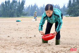 Nông dân Hà Tĩnh bám đồng sản xuất rau màu đầu năm 