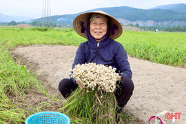 Hành tăm Vượng Lộc được mùa, "rớt" giá