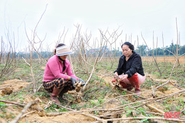 Nông dân Đức Thọ mất trắng gần 11ha sắn cao sản