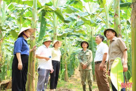 Mục sở thị vườn chuối Tây Thái gần 4.000 cây tại xã Toàn Lưu 