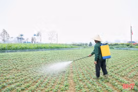 Xắn tay phòng trừ sâu bệnh hại lạc xuân