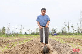Nông dân Hà Tĩnh bám đồng tái thiết vụ đông sau mưa lớn