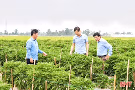Ớt "siêu cay" Habanero bén rễ trên đất Hà Tĩnh