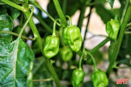 Giống ớt "siêu cay" từ Mexico bén đất Hà Tĩnh