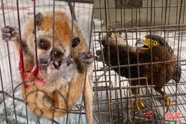 Người dân giao nộp 2 cá thể động vật quý hiếm cho Vườn Quốc gia Vũ Quang