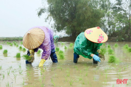 Tháng Chạp, nông dân Đức Thọ ra đồng cấy thuê kiếm tiền triệu