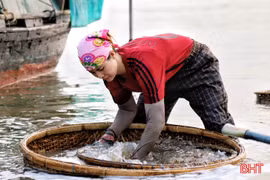 Xem người dân miệt mài đãi hến trên dòng sông La