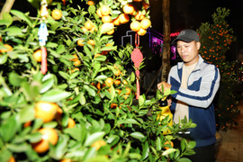 Thức cùng cây cảnh trong đêm lạnh ngày cận Tết