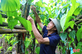 Làng "trầu tiến vua" ở Hà Tĩnh gượng dậy chờ vụ Tết