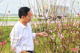 Độc đáo Hội thi Hoa đào đẹp ở "thủ phủ" đào phai lớn nhất Hà Tĩnh 