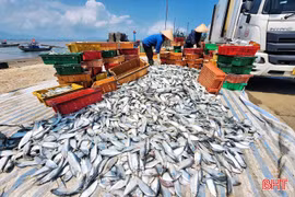 Ngư dân Hà Tĩnh trúng đậm cá mòi, cá trích