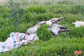 Vứt lợn chết ra môi trường, một người đàn ông bị phạt 5 triệu đồng