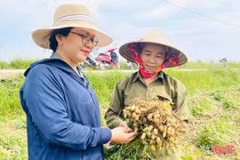 Nông dân Hà Tĩnh vào vụ thu hoạch lạc xuân