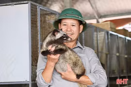 Liên kết nuôi chồn hương giúp người dân Đức Thọ nâng cao thu nhập