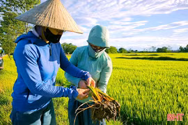 Lãnh đạo cơ quan chuyên môn Hà Tĩnh thông tin về dịch bệnh cây trồng, vật nuôi