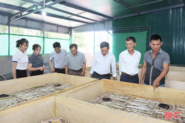 Nuôi dế thương phẩm - nghề mới, lợi nhuận cao 