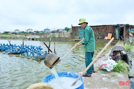 Người dân Hà Tĩnh chủ động phòng dịch bệnh cho tôm sau mưa lớn