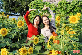 Khám phá vườn hoa hướng dương mới nổi ở Hà Tĩnh 